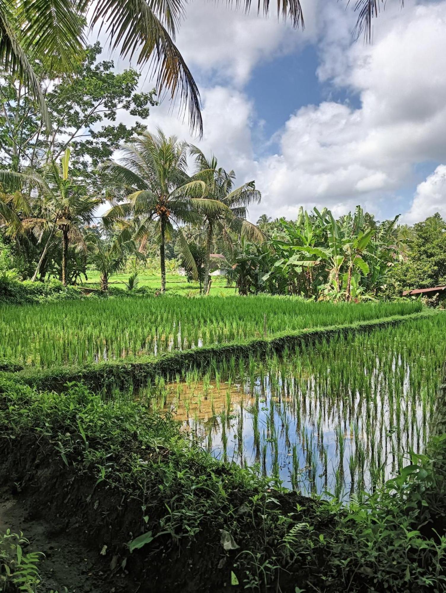 Rumah Guci Ubud Exteriör bild